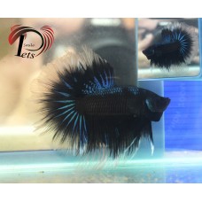 PJUN 2134